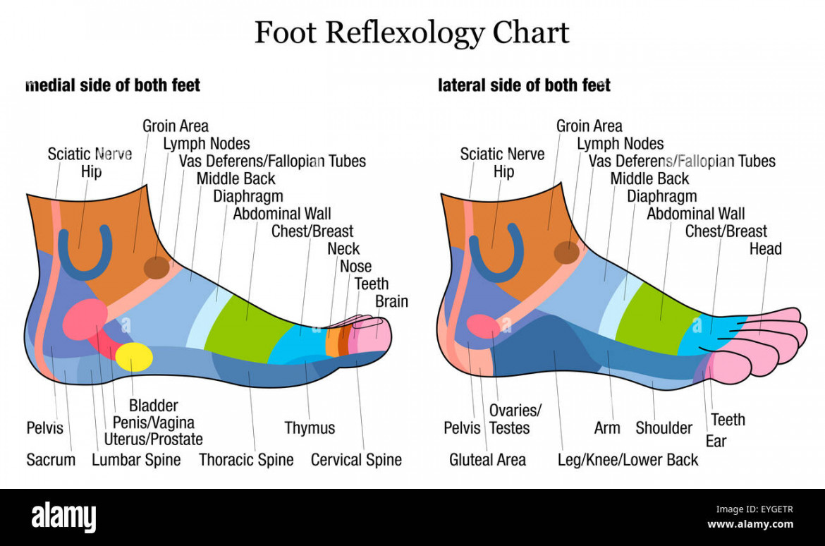 Foot reflexology chart - medial-inside and lateral-outside view of