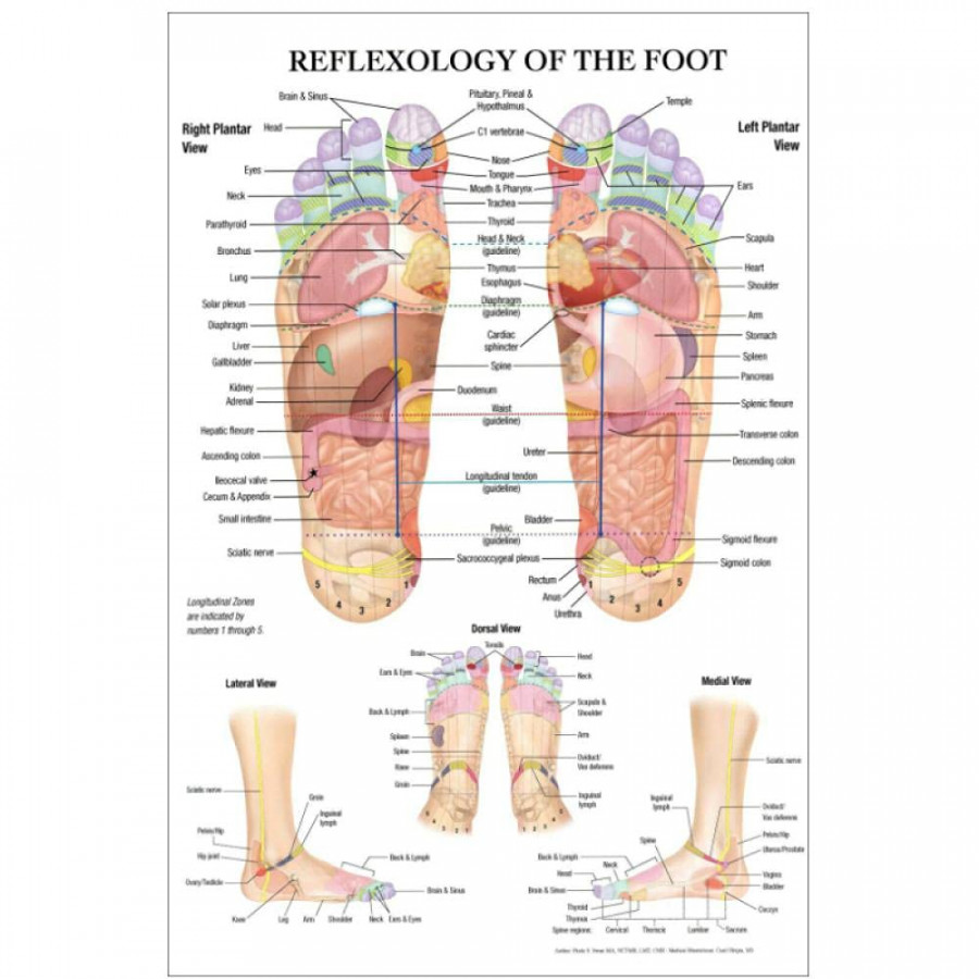 FUXUERUI Reflexology Massage of Foot Acupuncture Point Chart Anatomy Wall  Art Picture Canvas PaintinSee more FUXUERUI Reflexology Massage of Foot