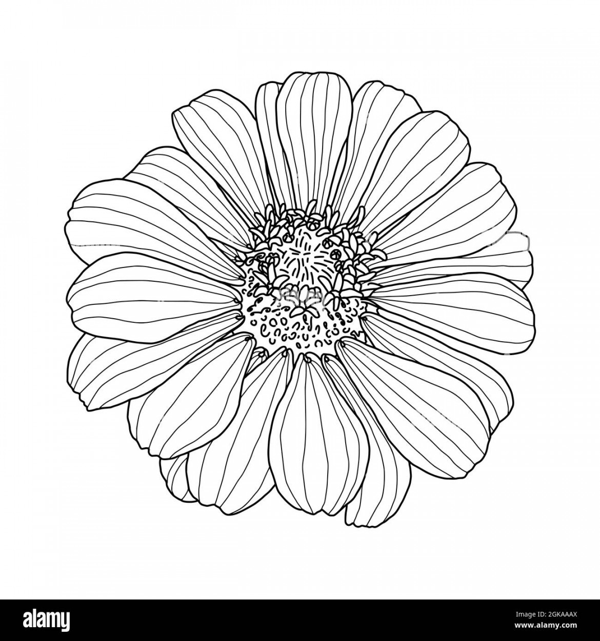 Line black and white graphic drawing of Zinnia flower head