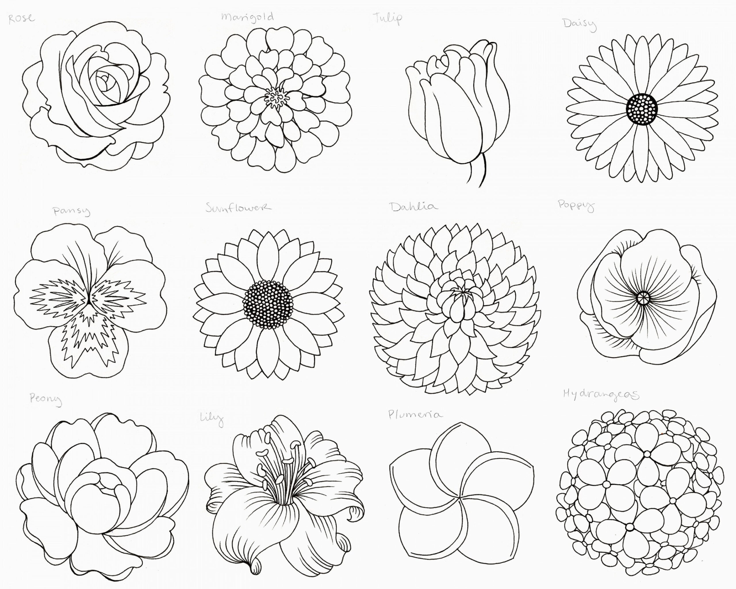 Nature, draw + outline flowers