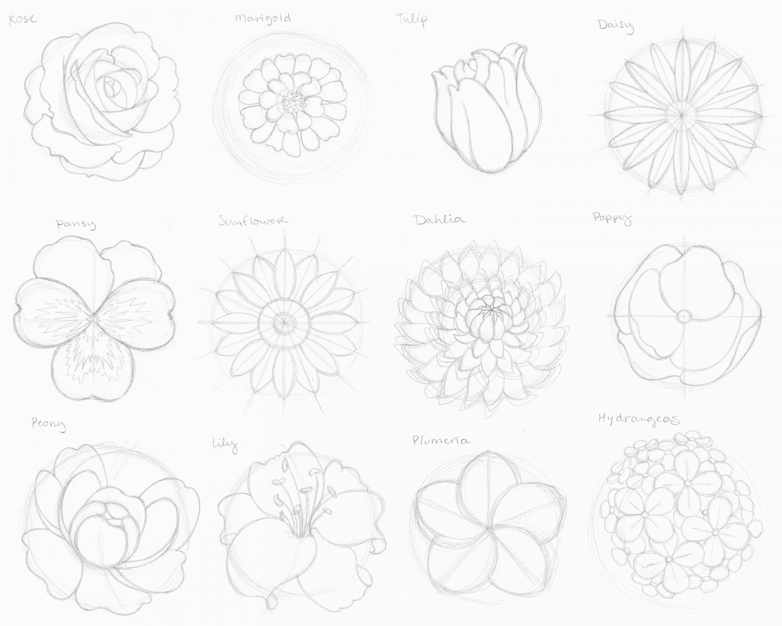 Nature, draw + outline flowers