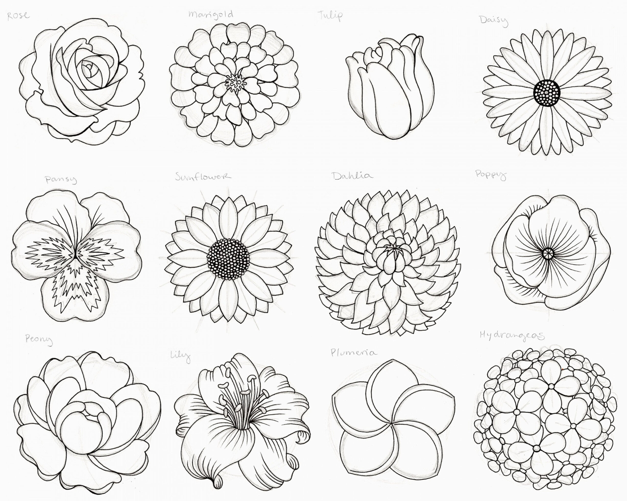 Nature, draw + outline flowers