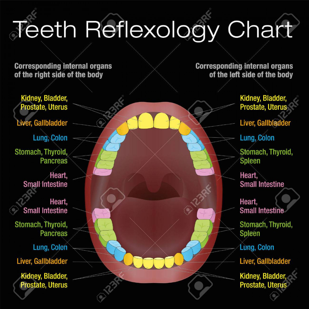 Teeth Reflexology Chart - Alternative Dental Health Care Of