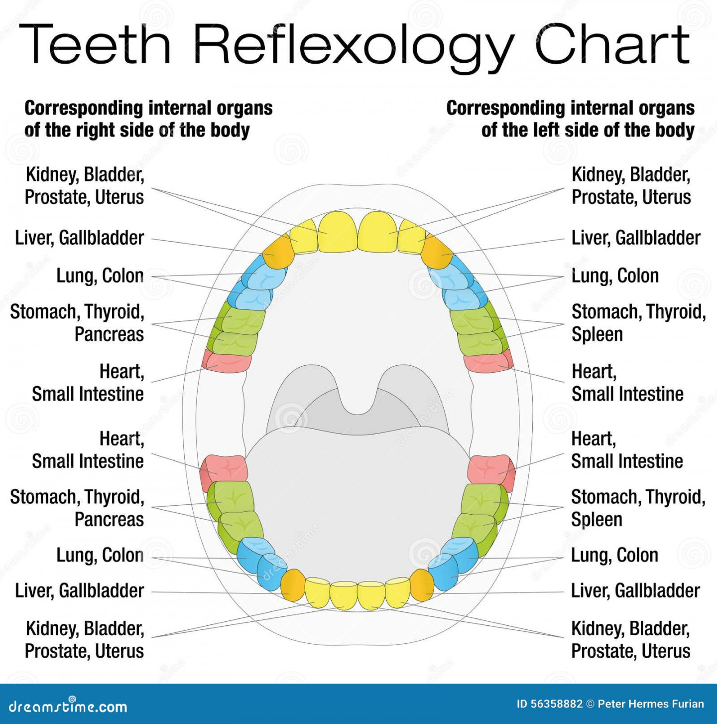 Teeth Reflexology Chart Description Stock Vector - Illustration of