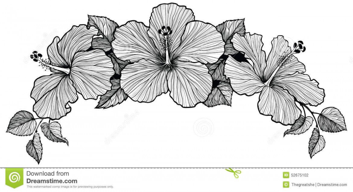 Three hibiscus flower bouquet  Hibiscus flower drawing, Flower