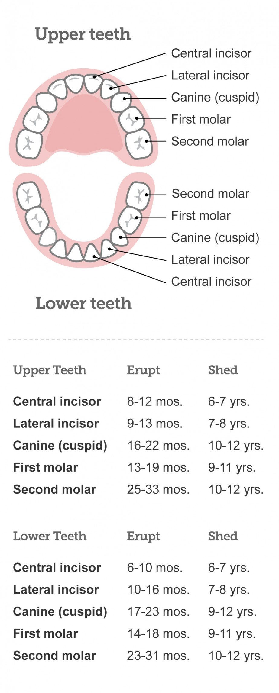 Baby teeth chart: What order do teeth come in?  BabyCenter