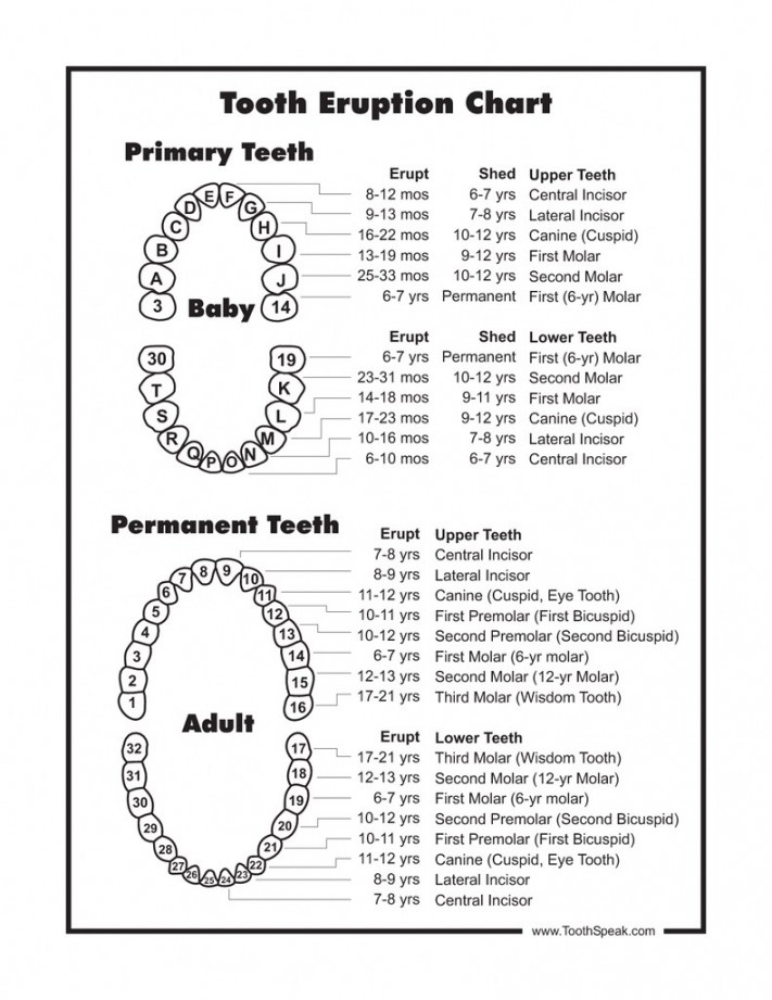 Baby Tooth Chart Letters  Baby Tooth Chart Letters – Pleasa  Flickr