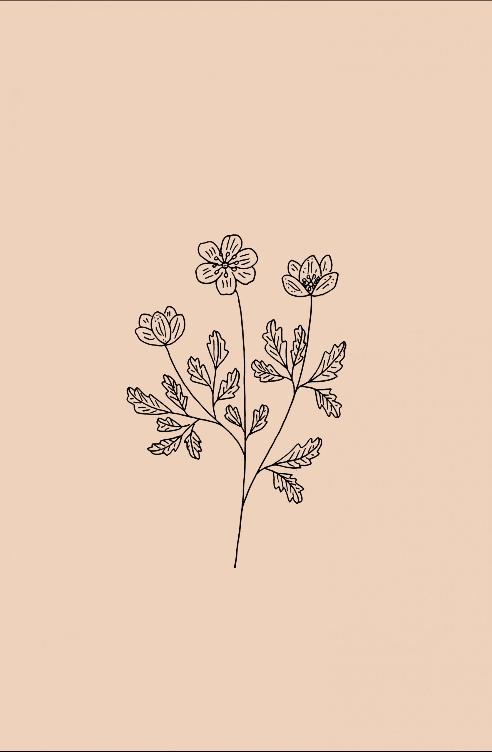 Botanical flower drawing by Ryn Frank  Flower drawing, Simple