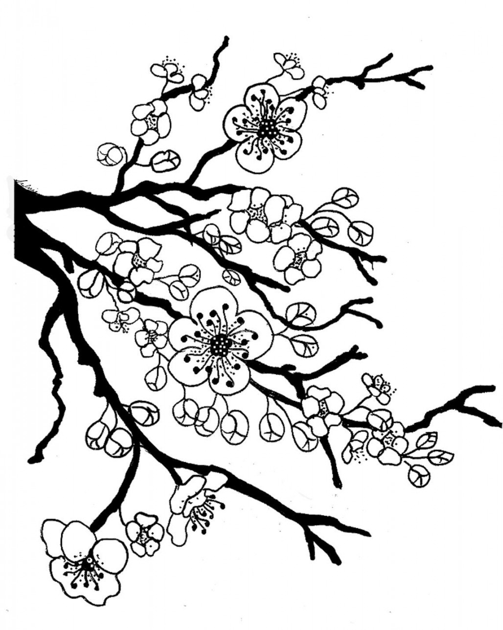 cherry blossom  Flower coloring pages, Tree coloring page, Leaf