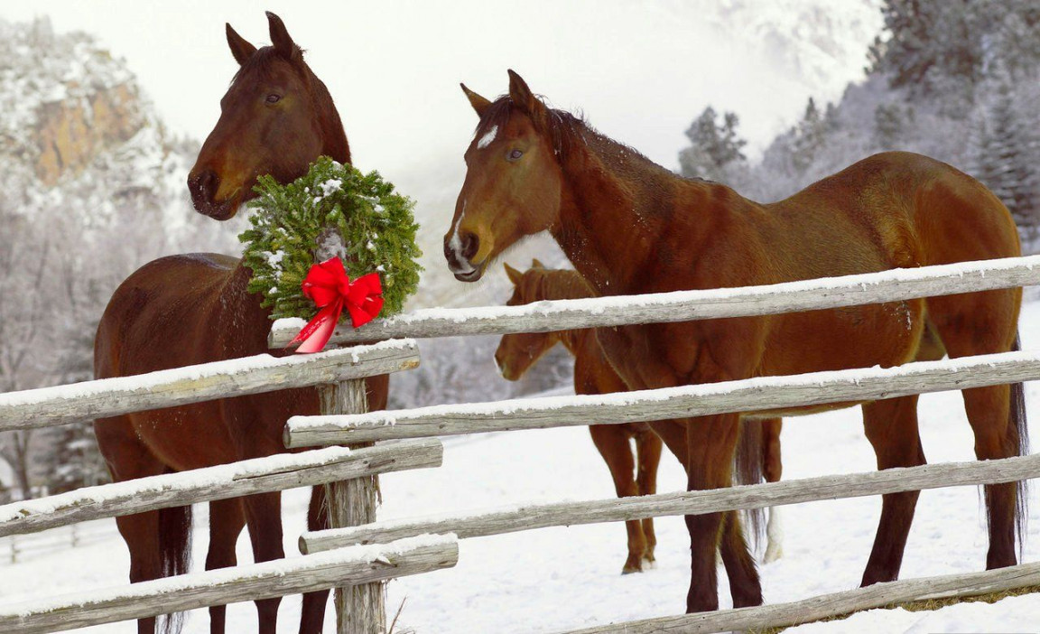 Christmas Horses Wallpaper for Computer - WallpaperSafari