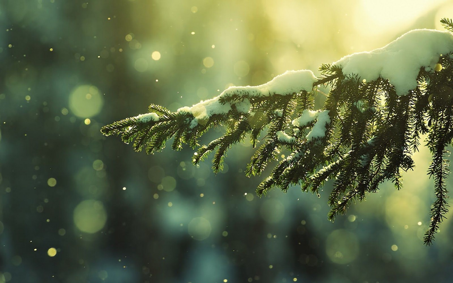 Christmas  Nature photography, Christmas wallpaper, Winter beauty