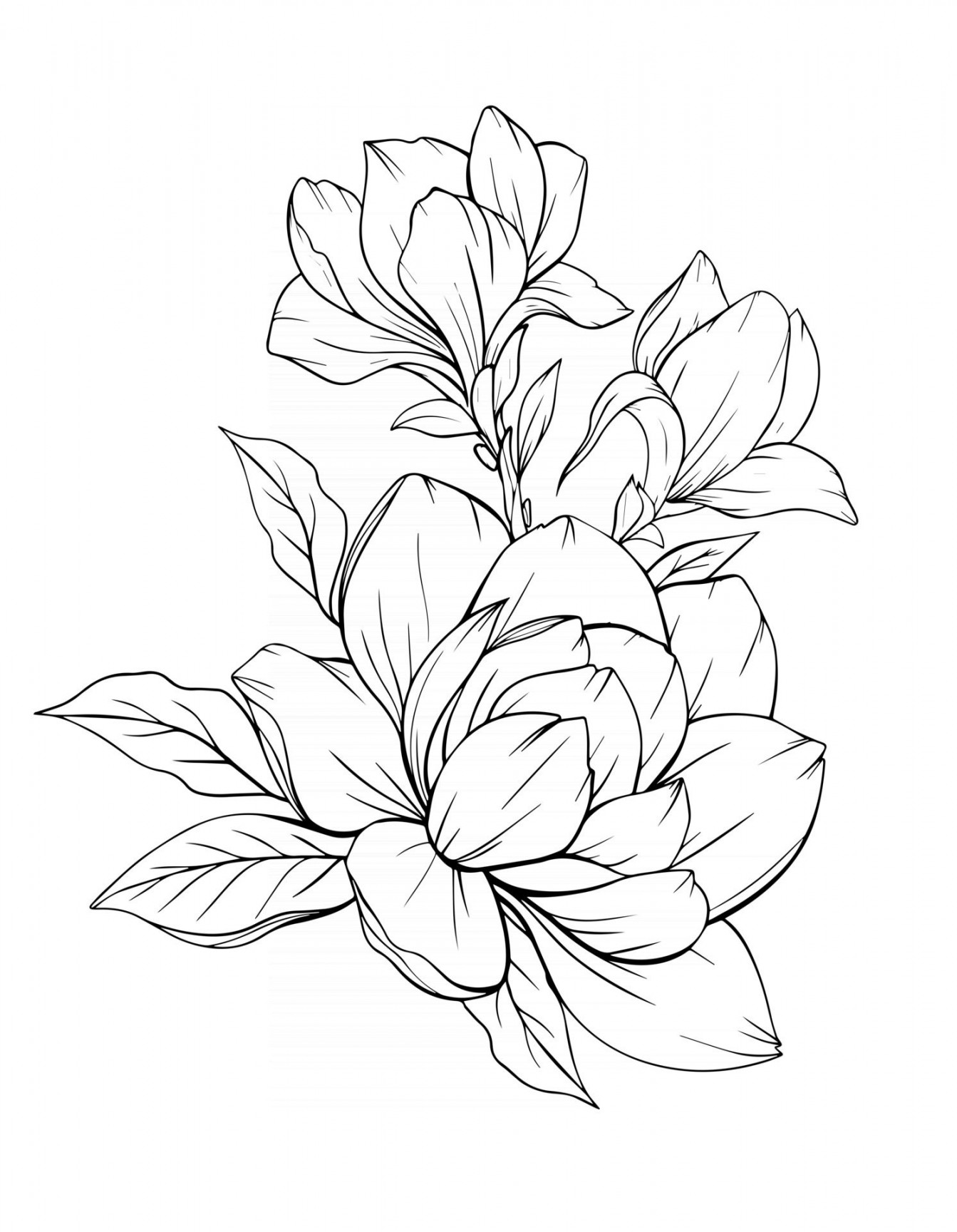 Download the Magnolia Flower Outline Magnolia LIne Art Line