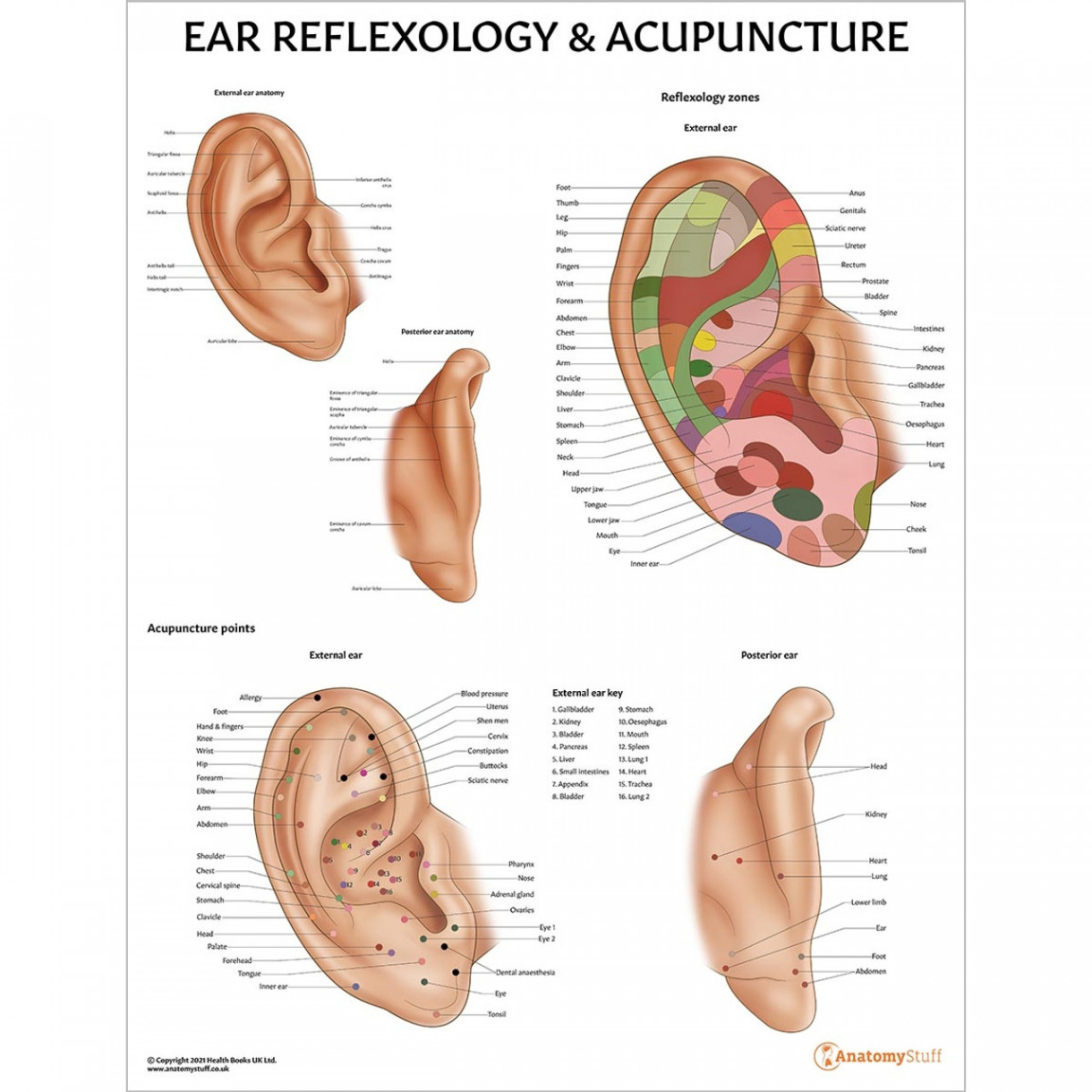 Ear Reflexology & Acupuncture Poster  Zone Therapy Ear Pressure