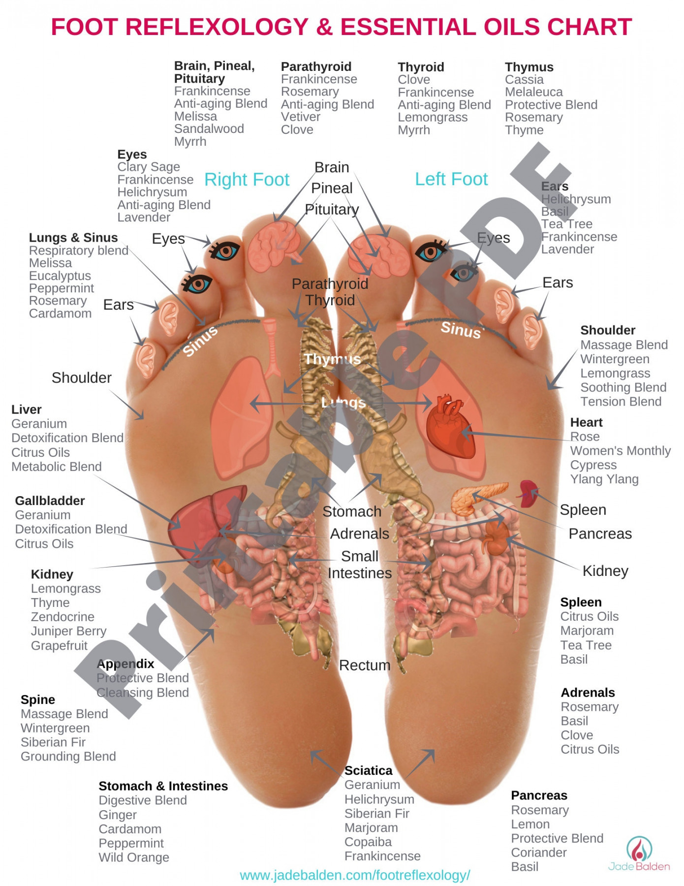 Foot Reflexology Chart PDF Printable - Etsy