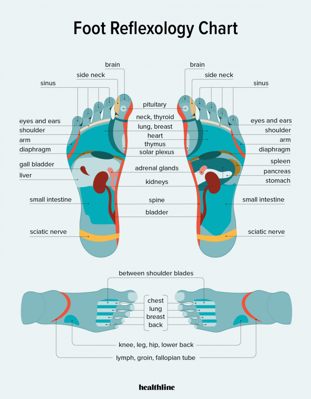 Foot Reflexology Chart: Points, How to, Benefits, and Risks