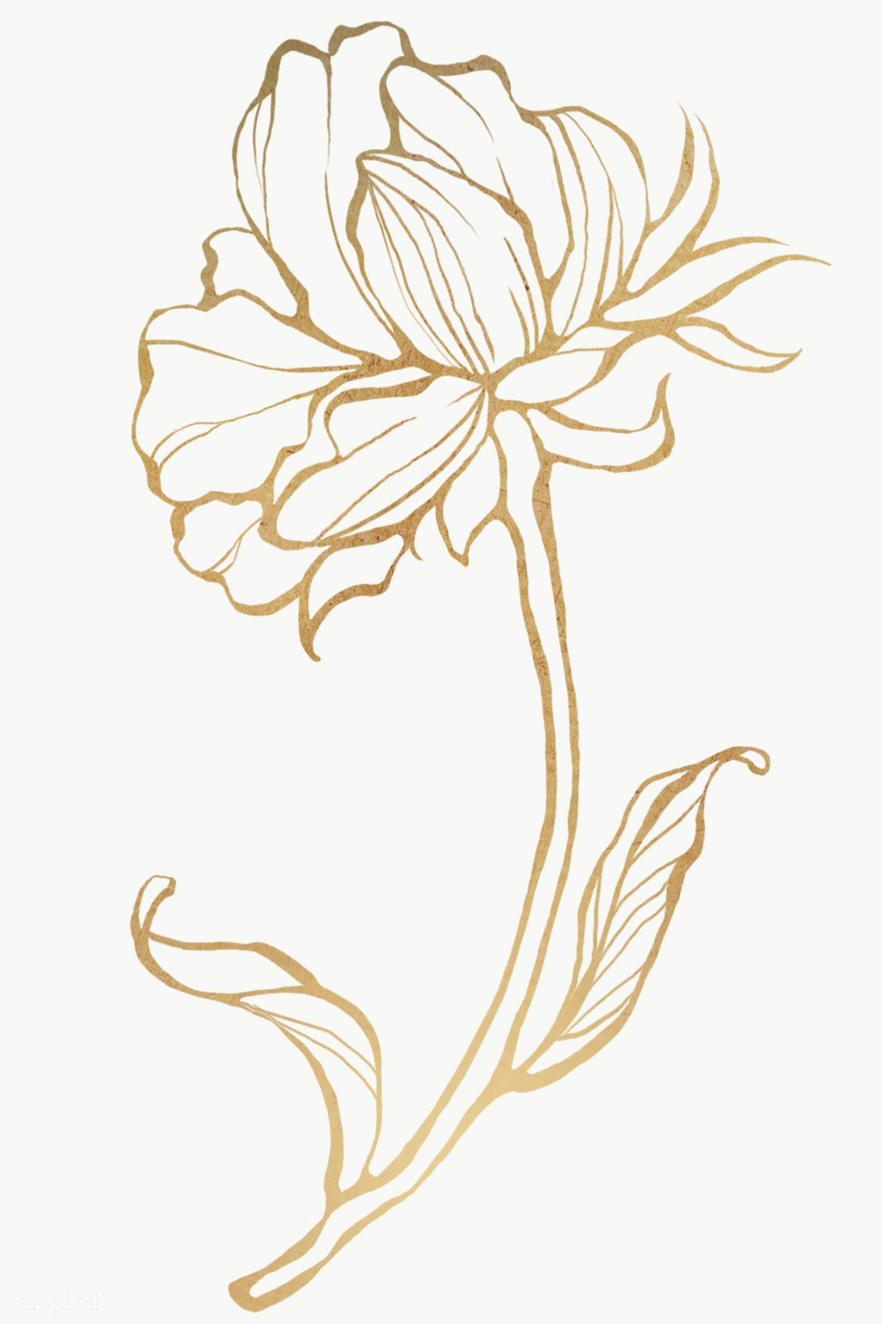 Gold flower outline transparent png  premium image by rawpixel