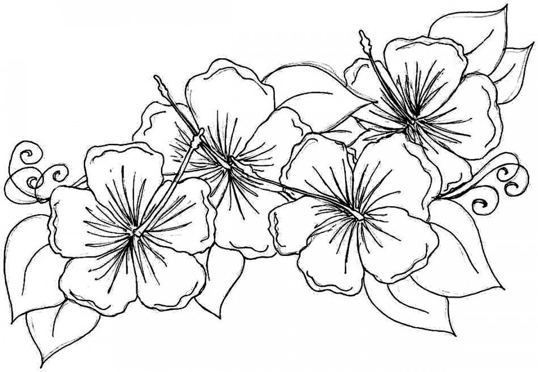 Hibiscus Flower Coloring Pages Printable  Flower coloring pages