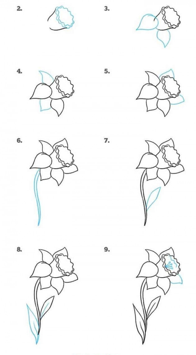 how-to-draw-a-daffodil-step-by-step-drawing-diy-tutorial-white