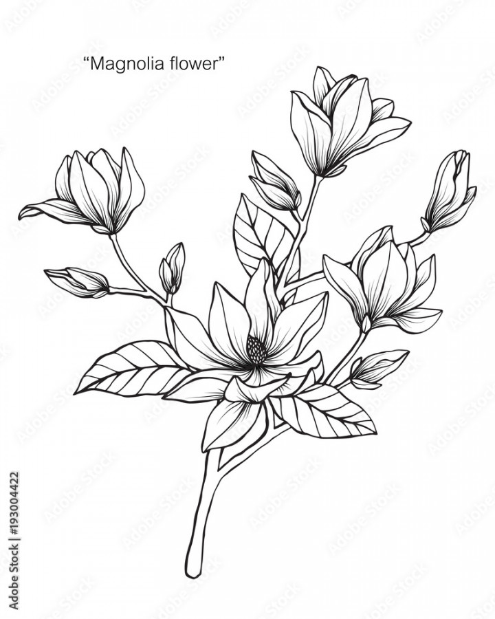 Magnolia flower drawing illustration