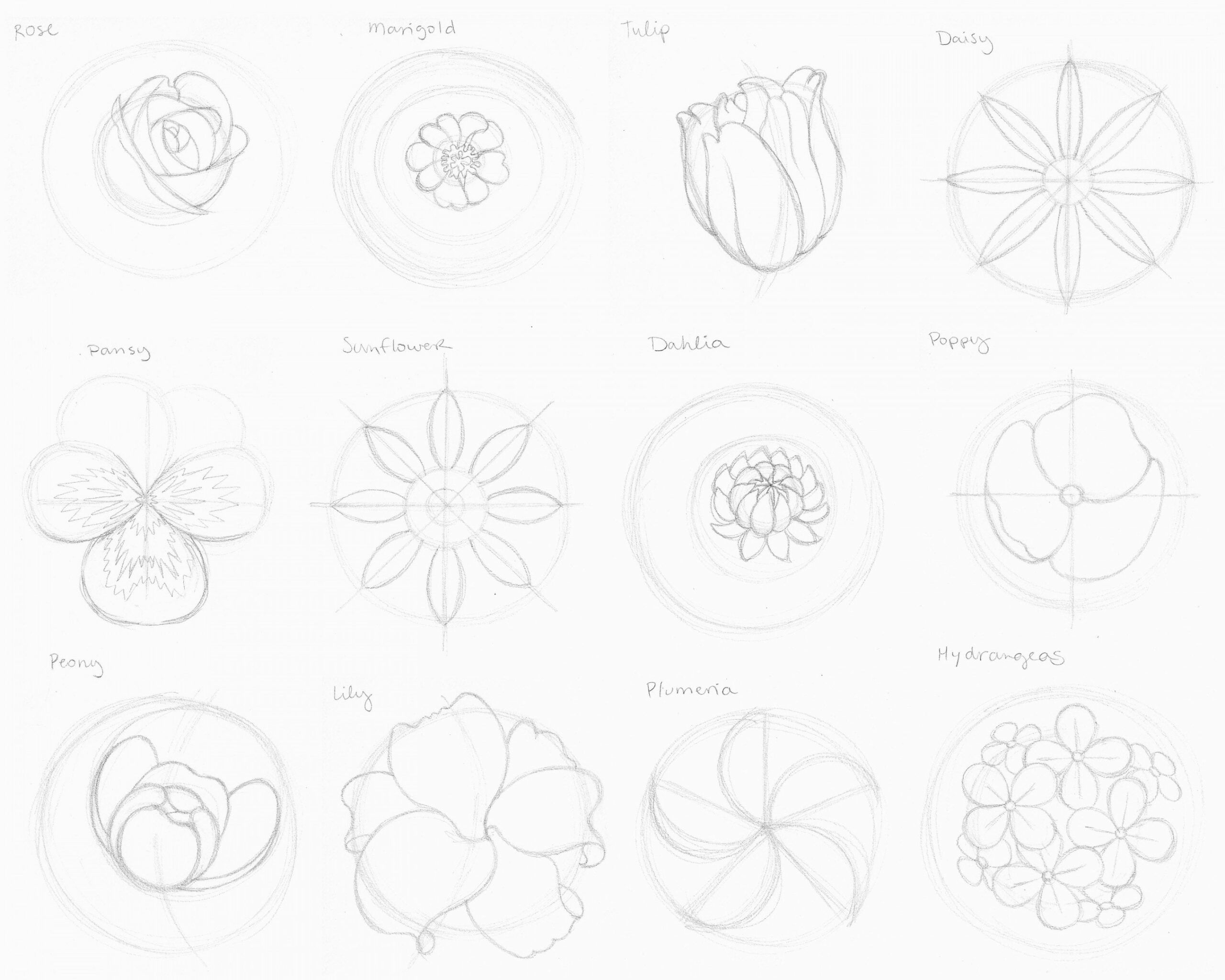 Nature, draw + outline flowers