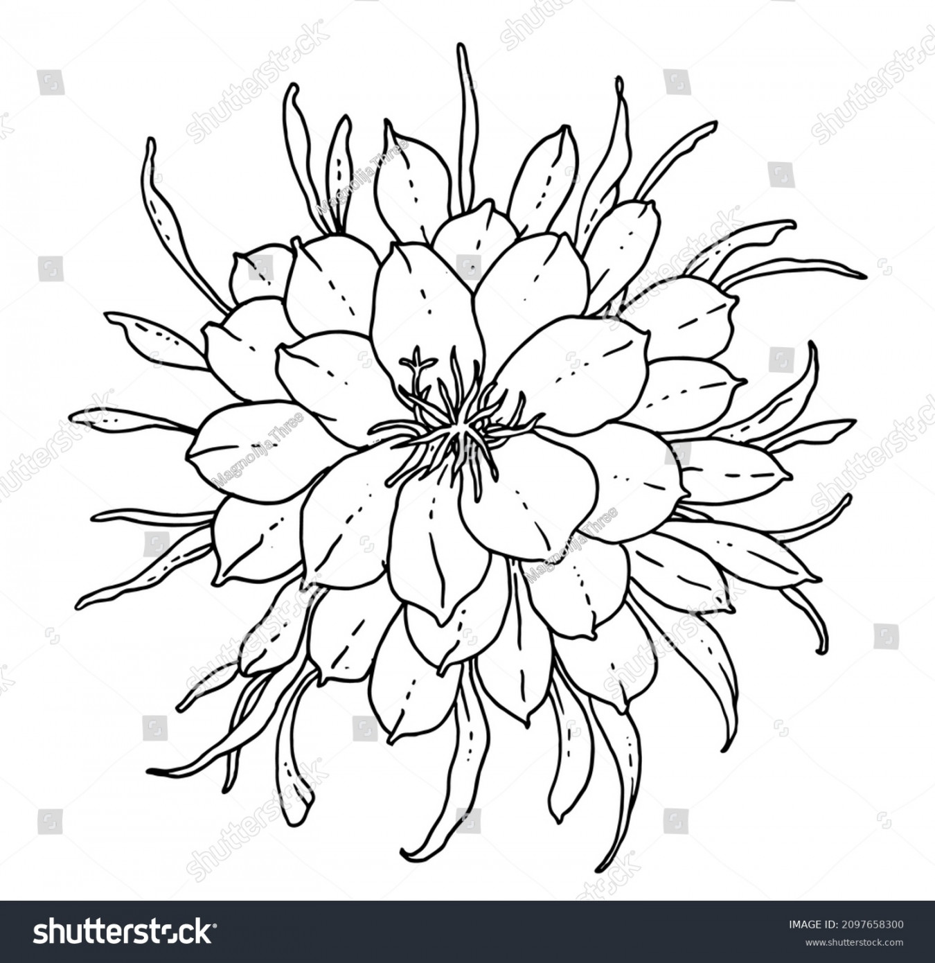 , Night Queen Flower Isolated Images, Stock Photos, D objects