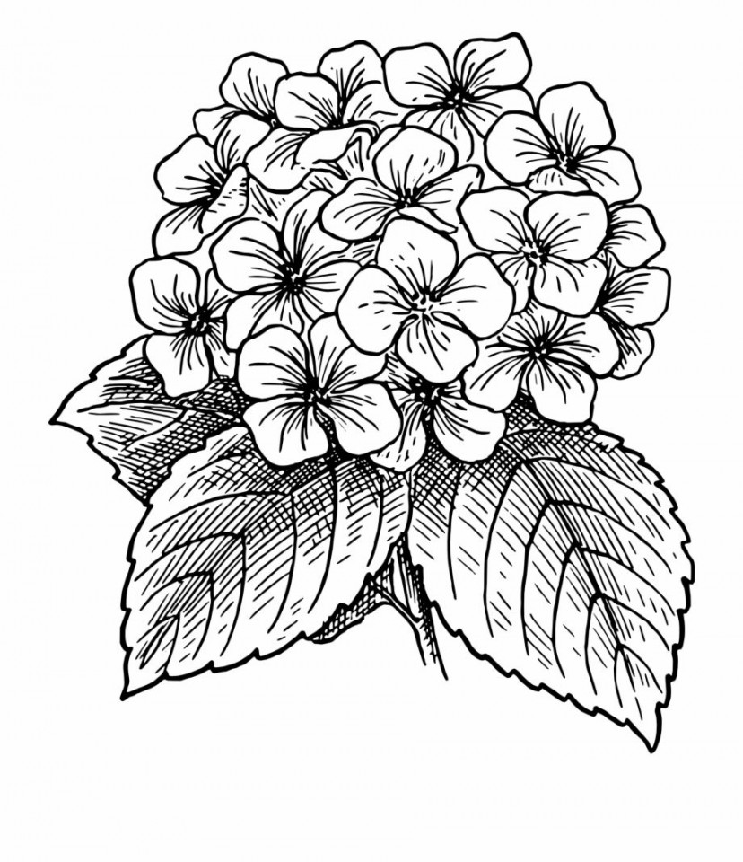 Outline Drawing Of A Big Flower Blossom Hydrangea  Flower drawing