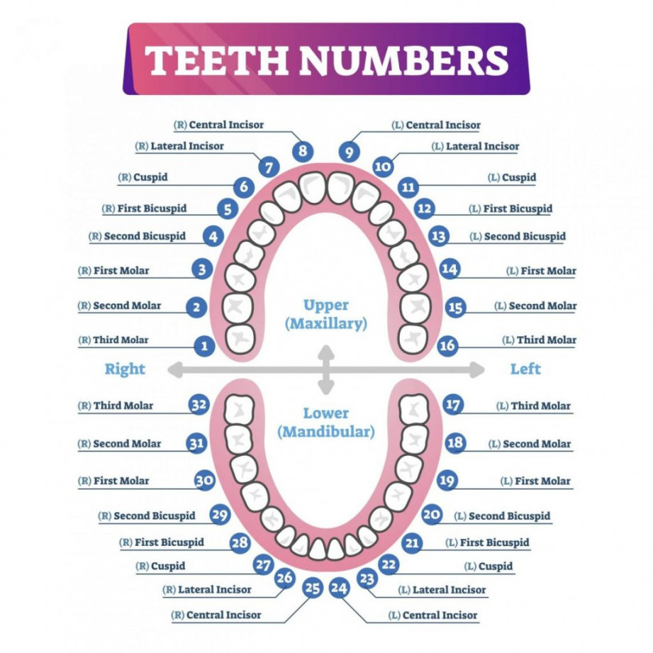 Primary Teeth Chart – Boston Dentist – Congress Dental Group