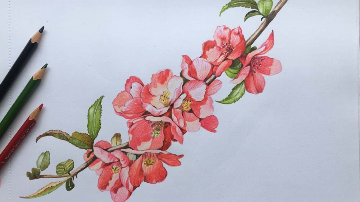 Quince Flowers Drawing in Color Pencils  Flower Drawing  Camlin  Triangular Color Pencils