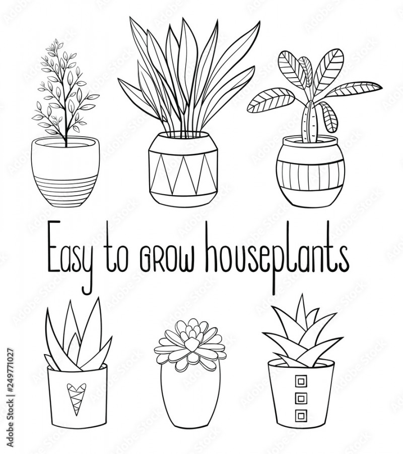 Set of different easy to grow house plants in planters with a