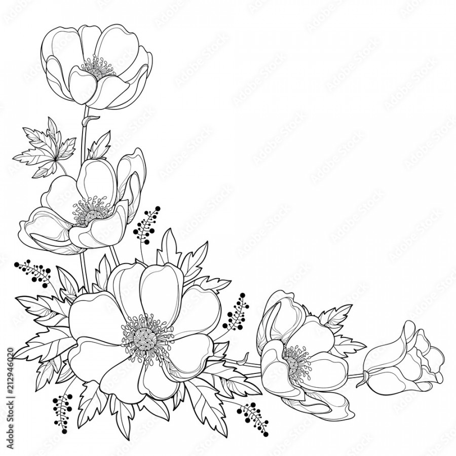 Vector hand drawing corner bouquet with outline Anemone flower or