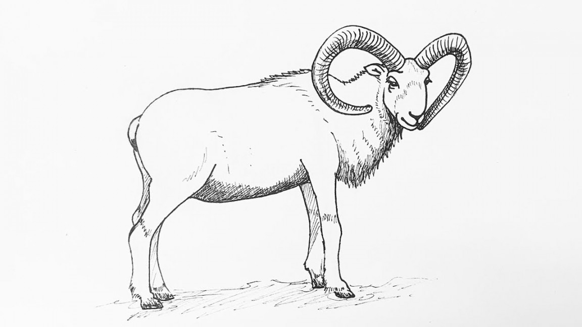 Bighorn sheep drawing tutorial