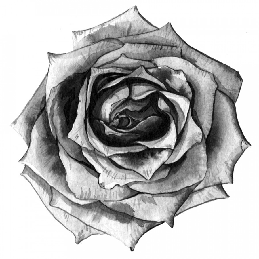 Black and white flower painting series — Anna Farba Illustration