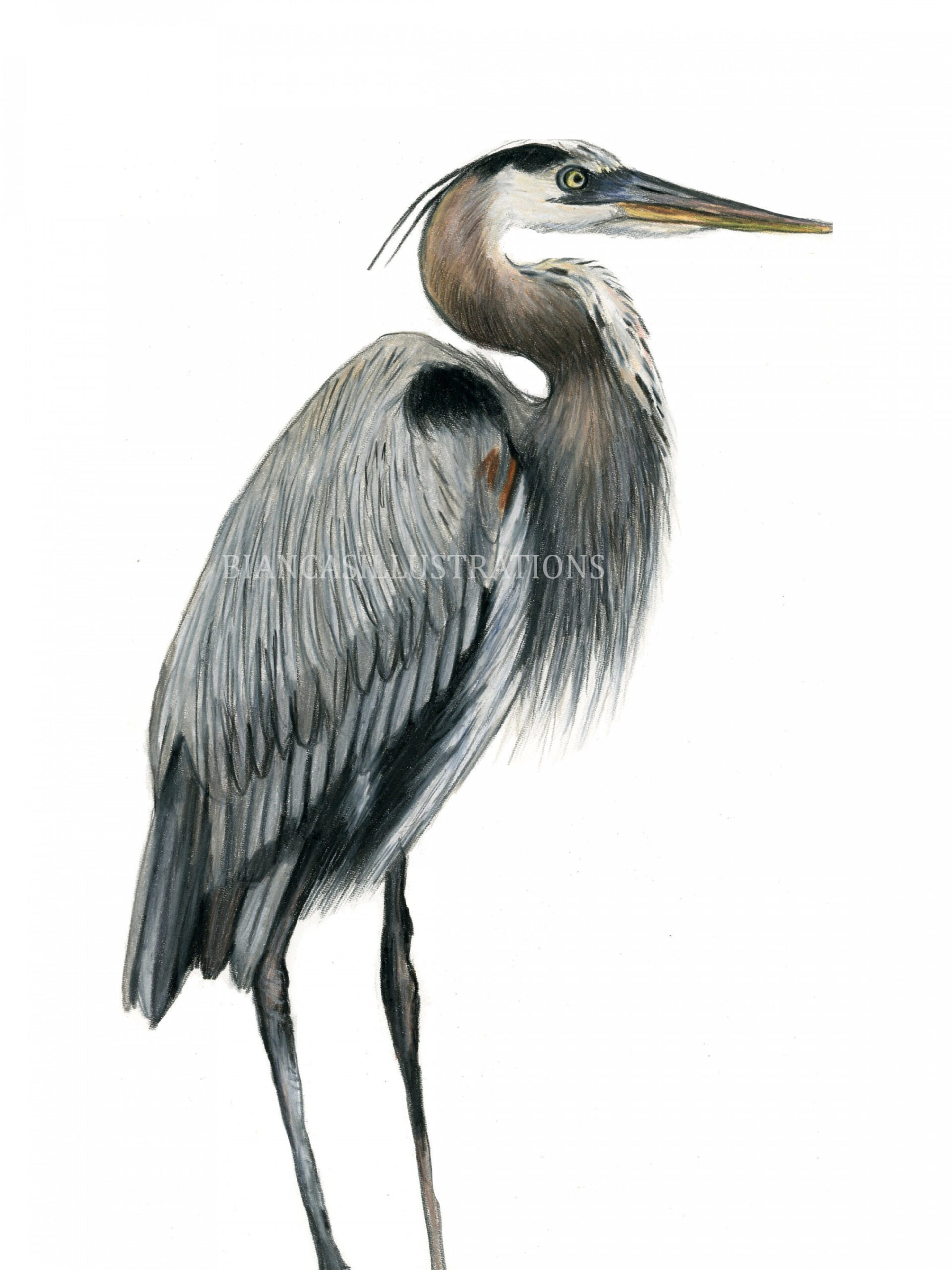 Blue Heron Drawing ORIGINAL Artwork Hand Drawn Illustration Bird