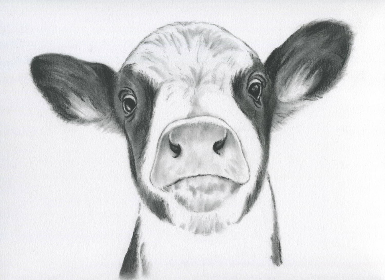 Cow Portrait, Farmhouse Decor, ORIGINAL Cow Art, Charcoal Drawing ,  "×", Calf Artwork, Cow drawing, Cow sketch, Cow Decor, Farm Art