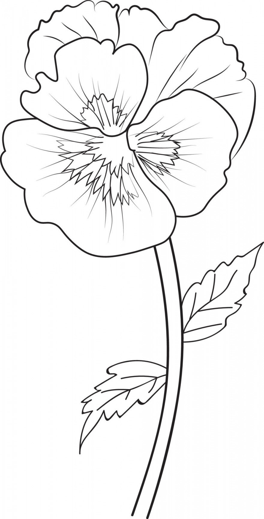 Cute flower coloring pages, pansy drawing, Neon Violet, flower