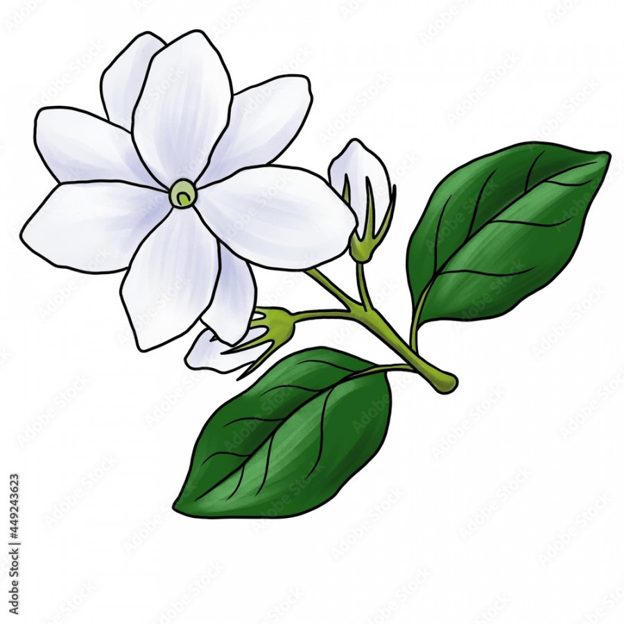 drawing flower of arabian jasmine, Jasminum sambac, isolated at