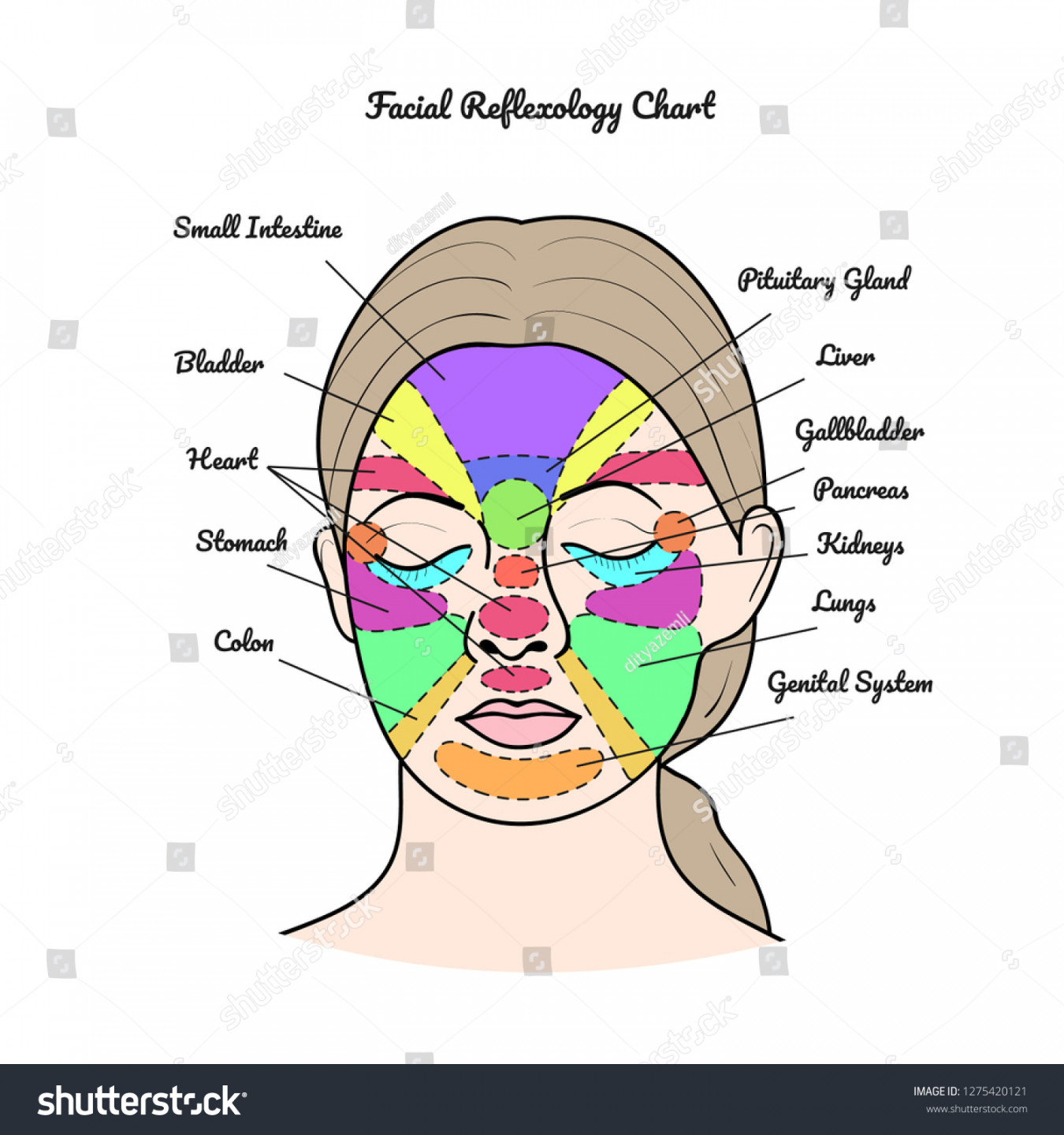 Facial Reflexology Chart Vector: Stock-Vektorgrafik (Lizenzfrei