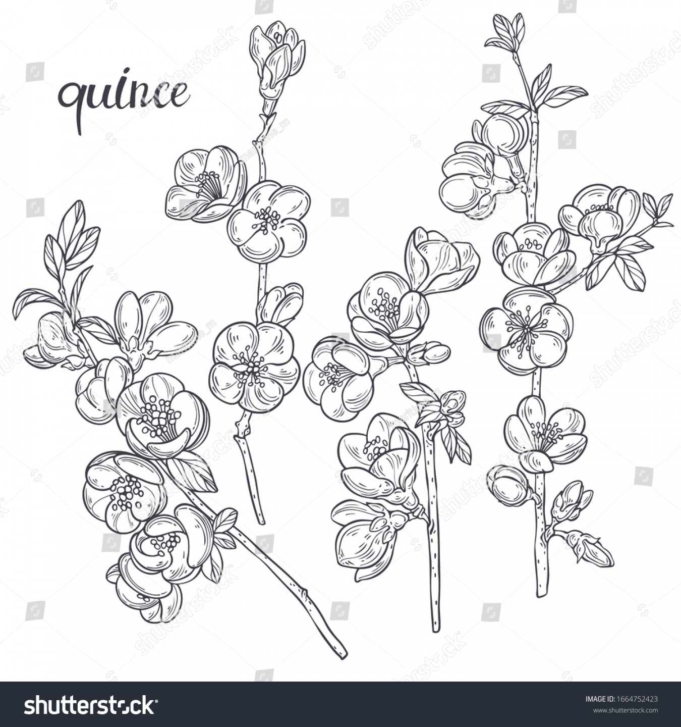 Flowering Quince Branches Sketchhand Drawn Outline Stock Vector