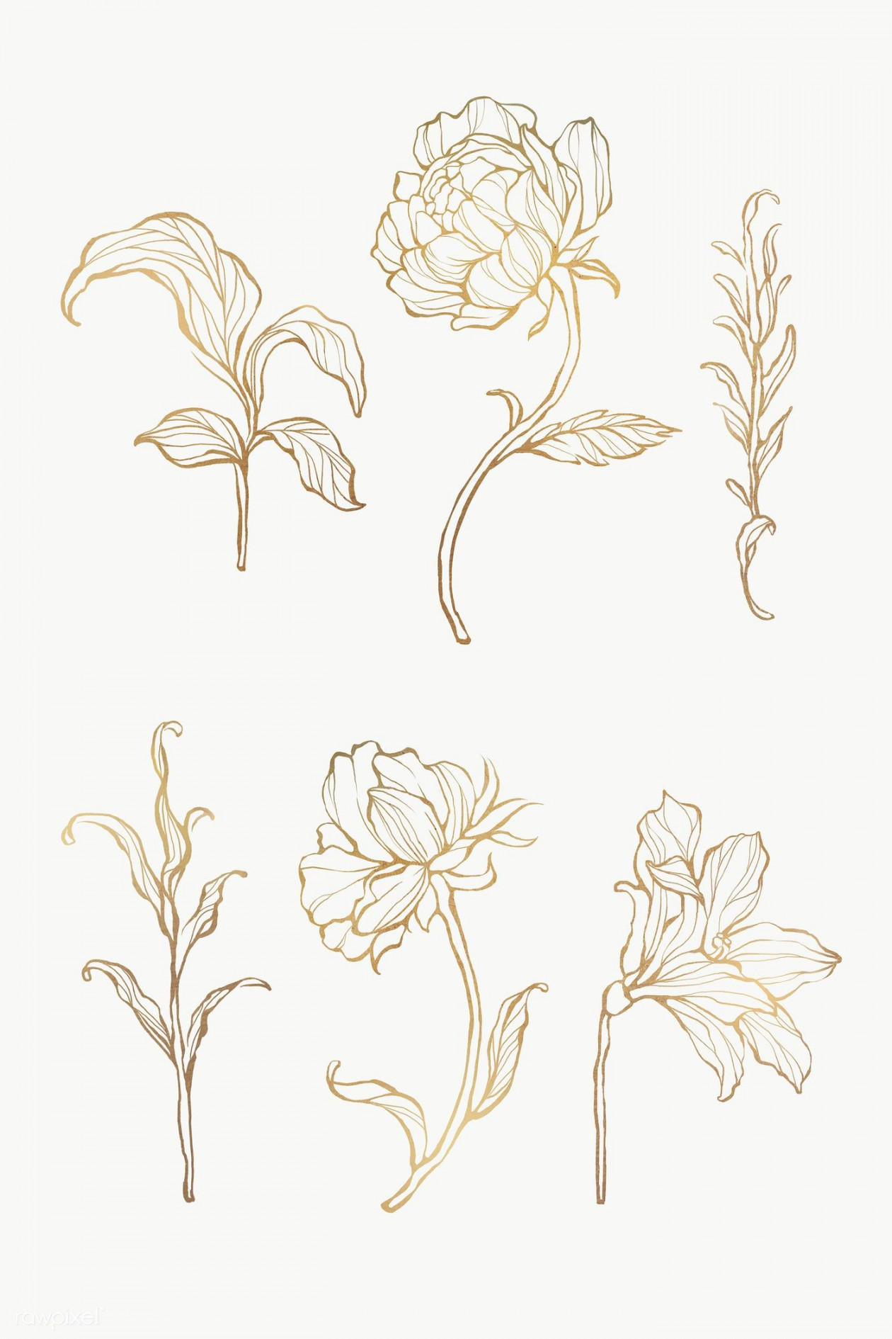 Gold floral outline set transparent png  premium image by