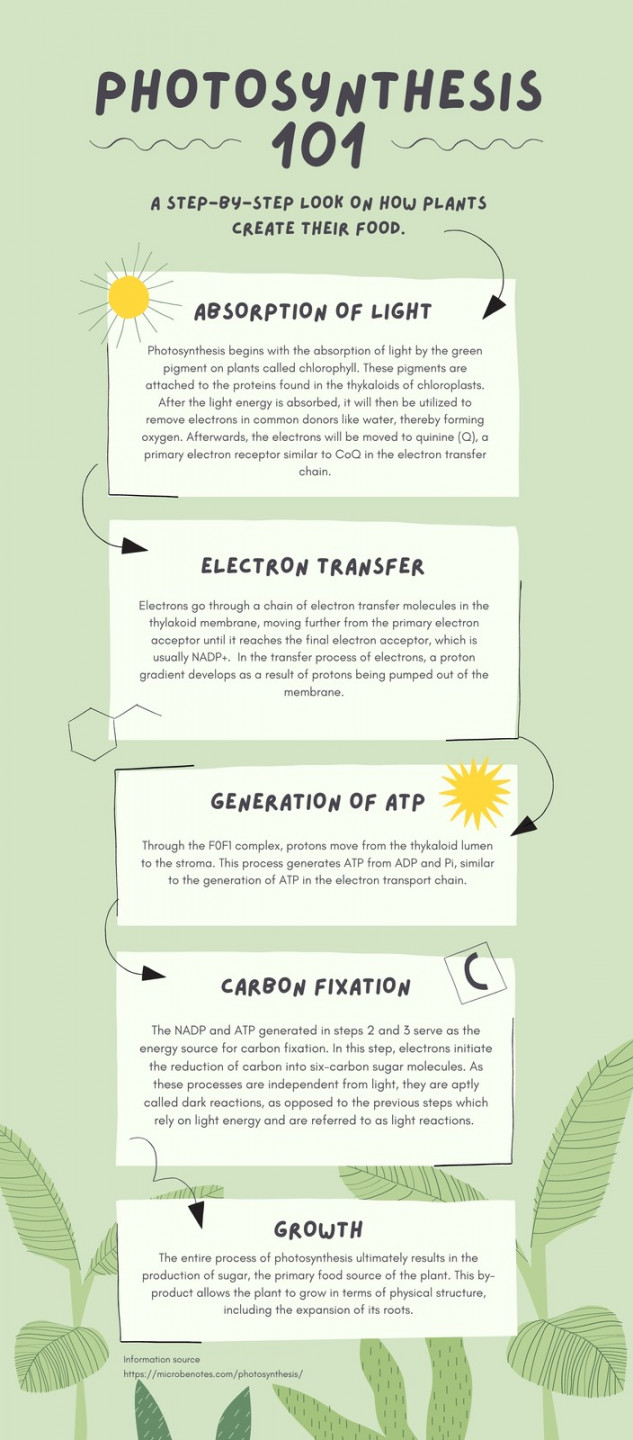 Green Organic Natural Photosynthesis Biology Infographic