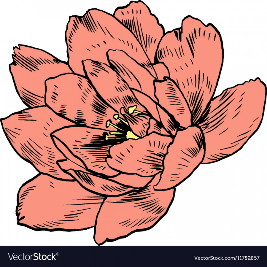 Hand-drawing peonies graphic flowers Royalty Free Vector