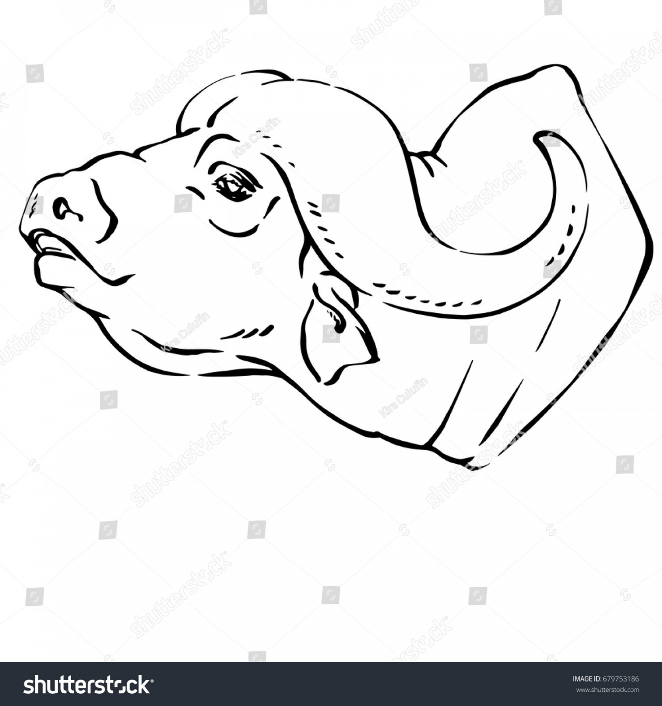 Head Buffalo Side View Linear Drawing Stock Vector (Royalty Free