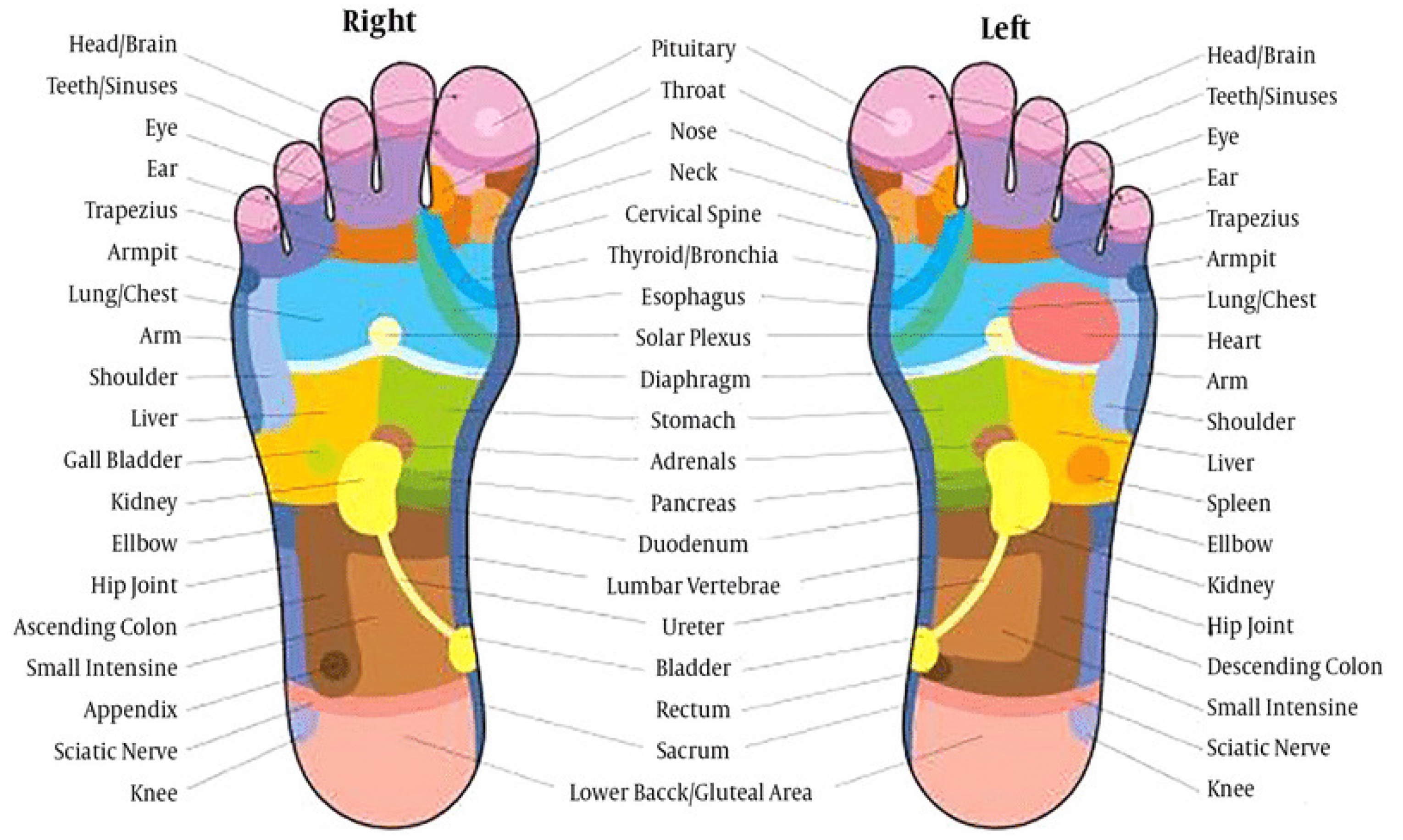 Healthcare  Free Full-Text  Foot Reflexology: Recent Research