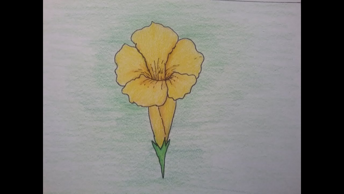 How to draw bell flower with basic shapes,flower drawing and color pencil  shading for beginners