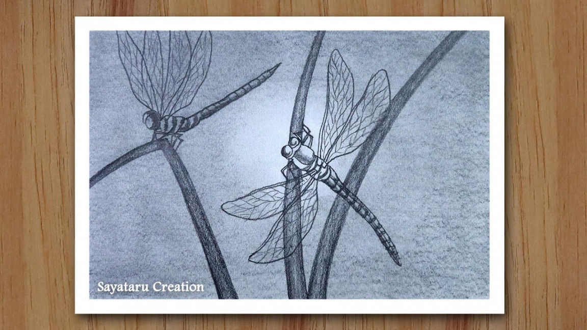 How to draw Scenery of Dragonfly Sitting on Leaf  Pencil sketch for  beginners