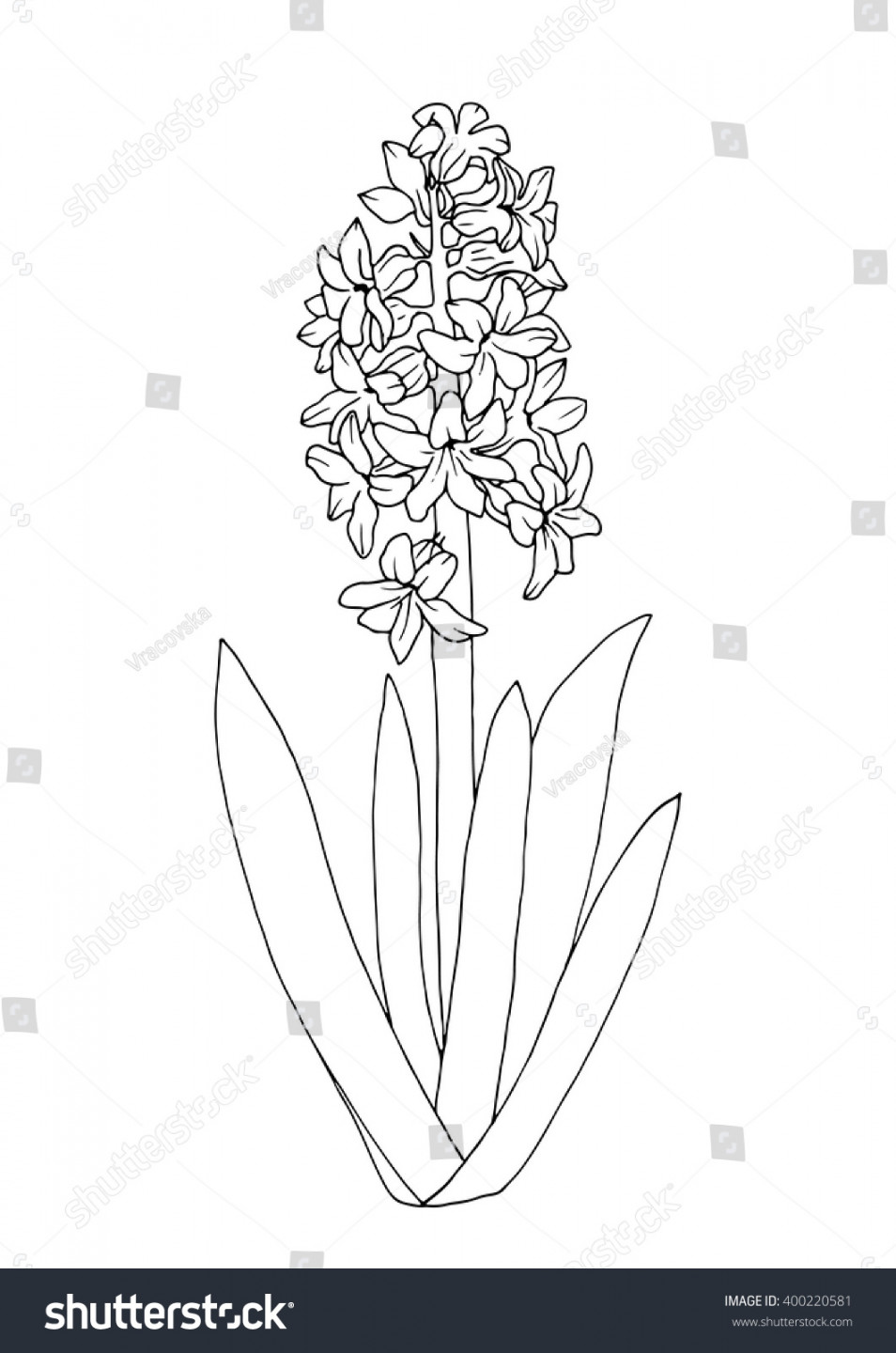 Hyacinth Coloring Book Page Isolated On Stock Vector (Royalty Free