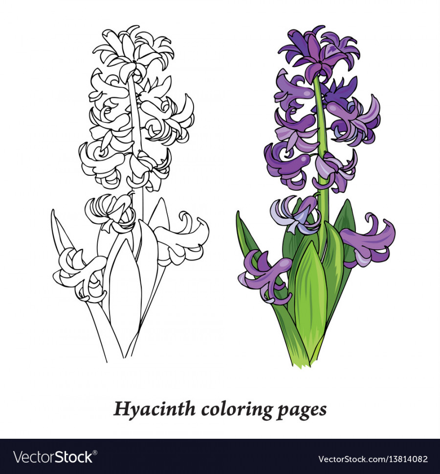 Hyacinth coloring pages Royalty Free Vector Image