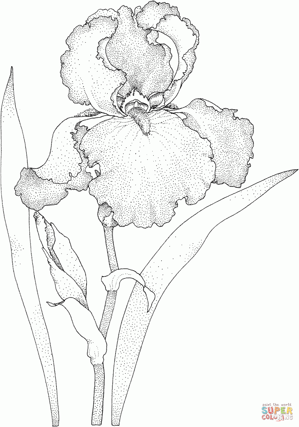 Iris Blossom coloring page from Iris category