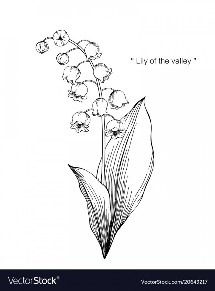 Lily of the valley flower drawing Royalty Free Vector Image