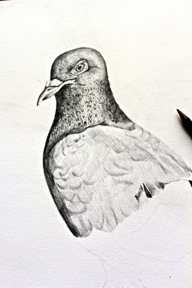 Pencil drawing of a pigeon by Helen Wells  Original abstract art